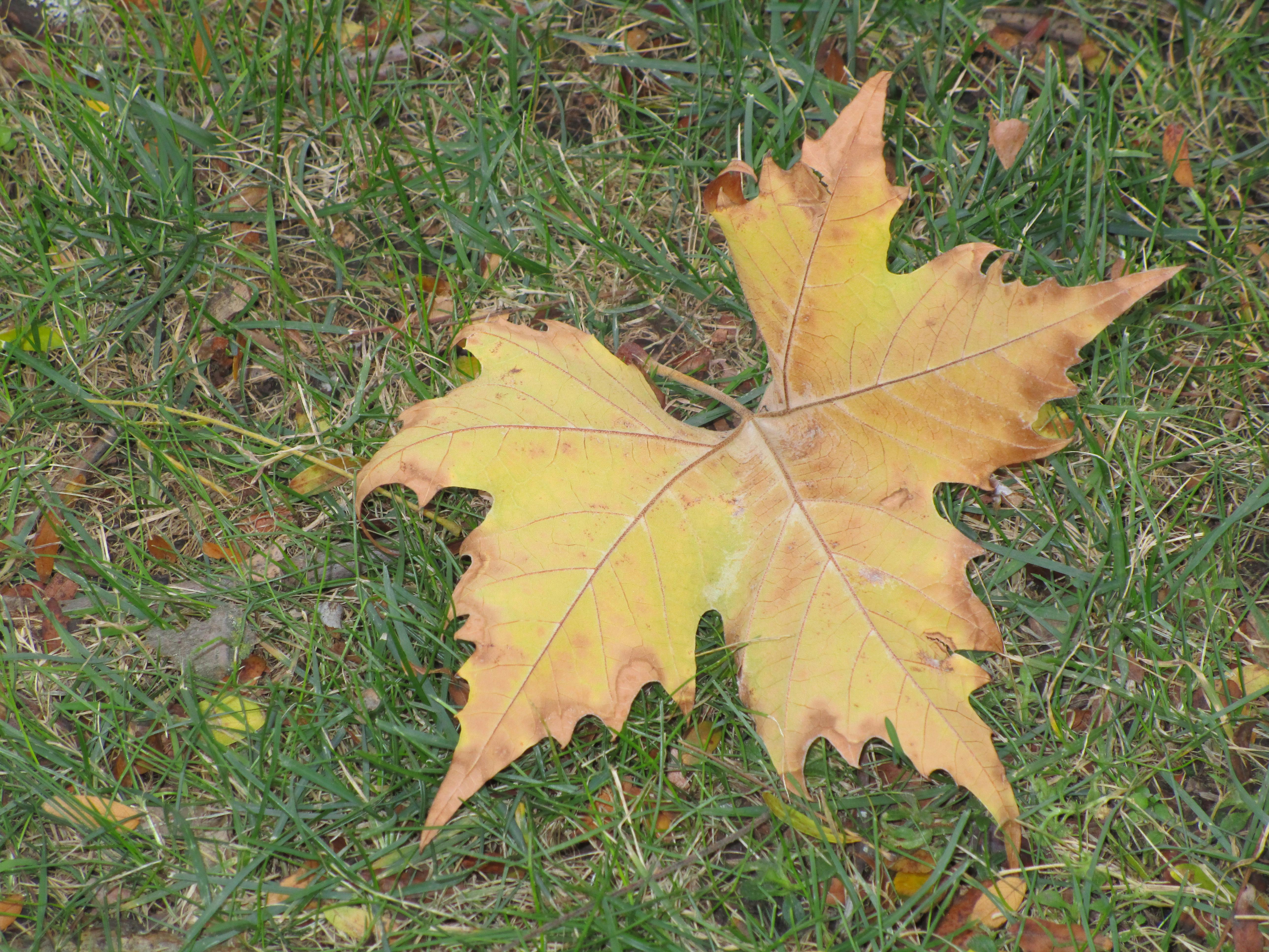 Free stock photo of sycamore leaf on green grass lawn USA