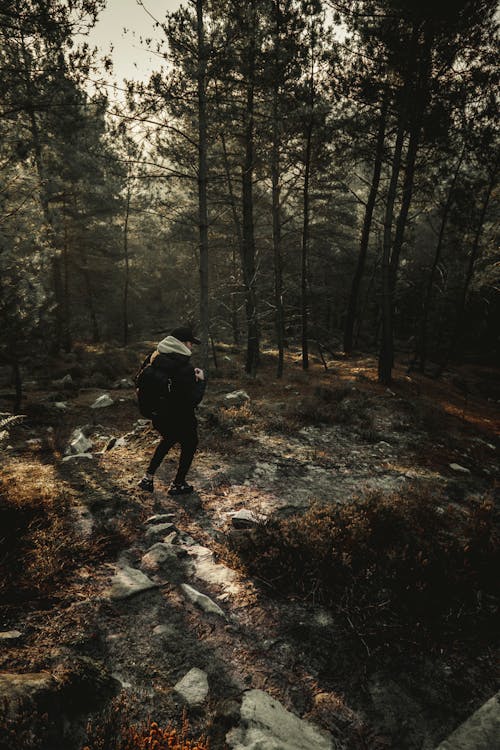 Foto profissional grátis de andando, andarilho, árvores