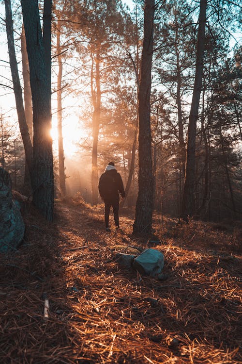 Hiker Walking Through a Coniferous Forest in Morning Sun