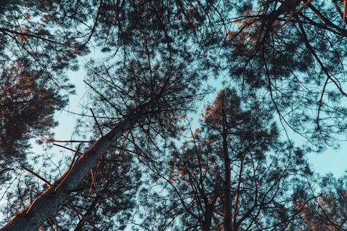 Foto profissional grátis de árvores, aumento, céu azul