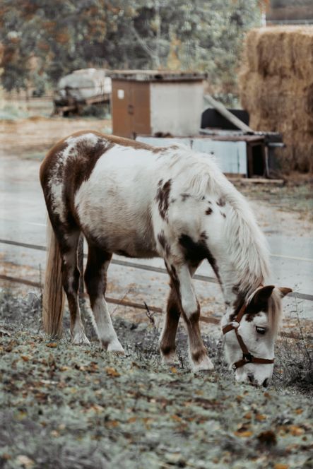 Cheval brun au pré dans la campagne française, illustration du cheval au quotidien