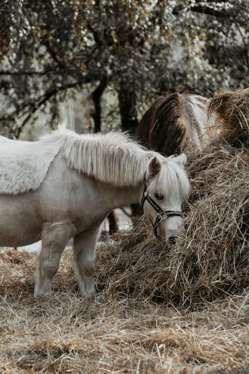 White Pony Eating Hay