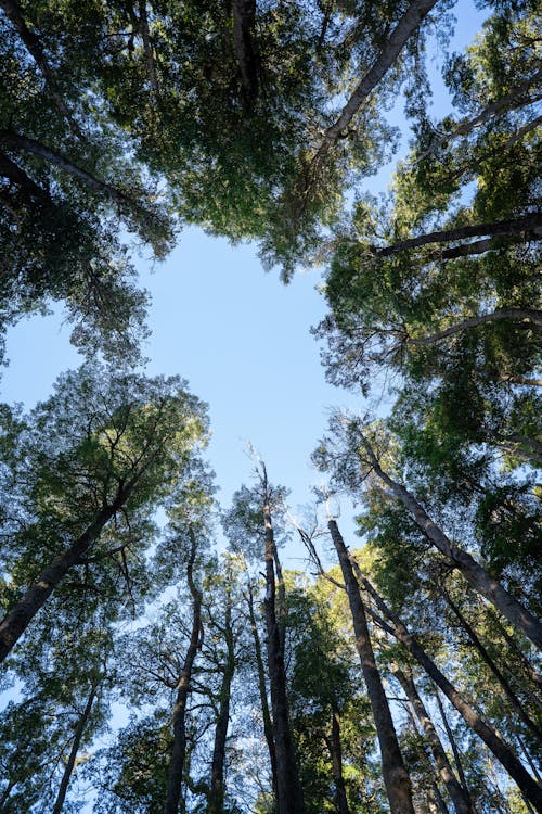 Fotos de stock gratuitas de arboles, bosque, cielo azul