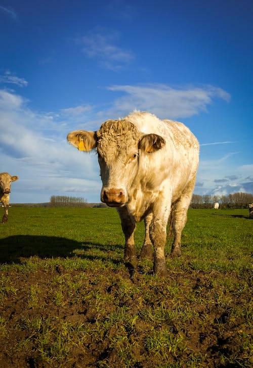 Imagine de stoc gratuită din animale domestice, bovine, focalizare selectivă