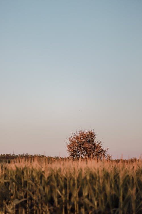 Бесплатное стоковое фото с вертикальный выстрел, дерево, кукуруза