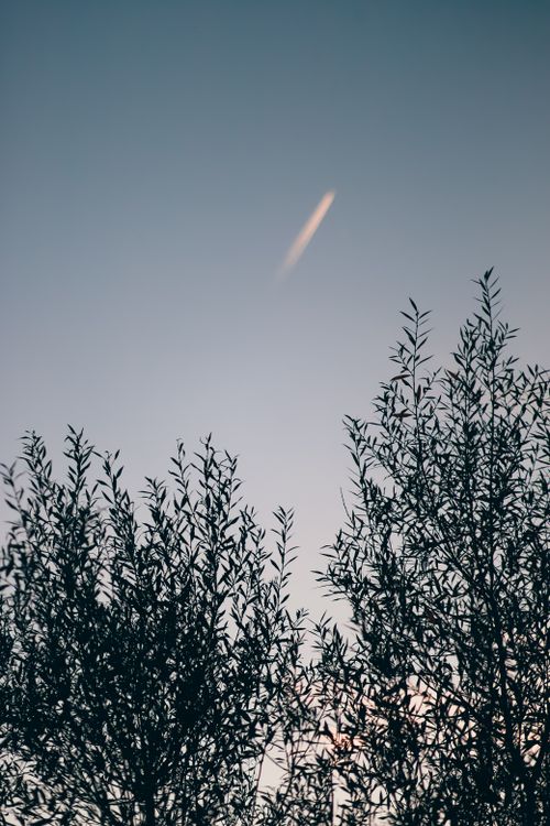 Free Silhouette of trees against a serene twilight sky with a faint trail. Stock Photo