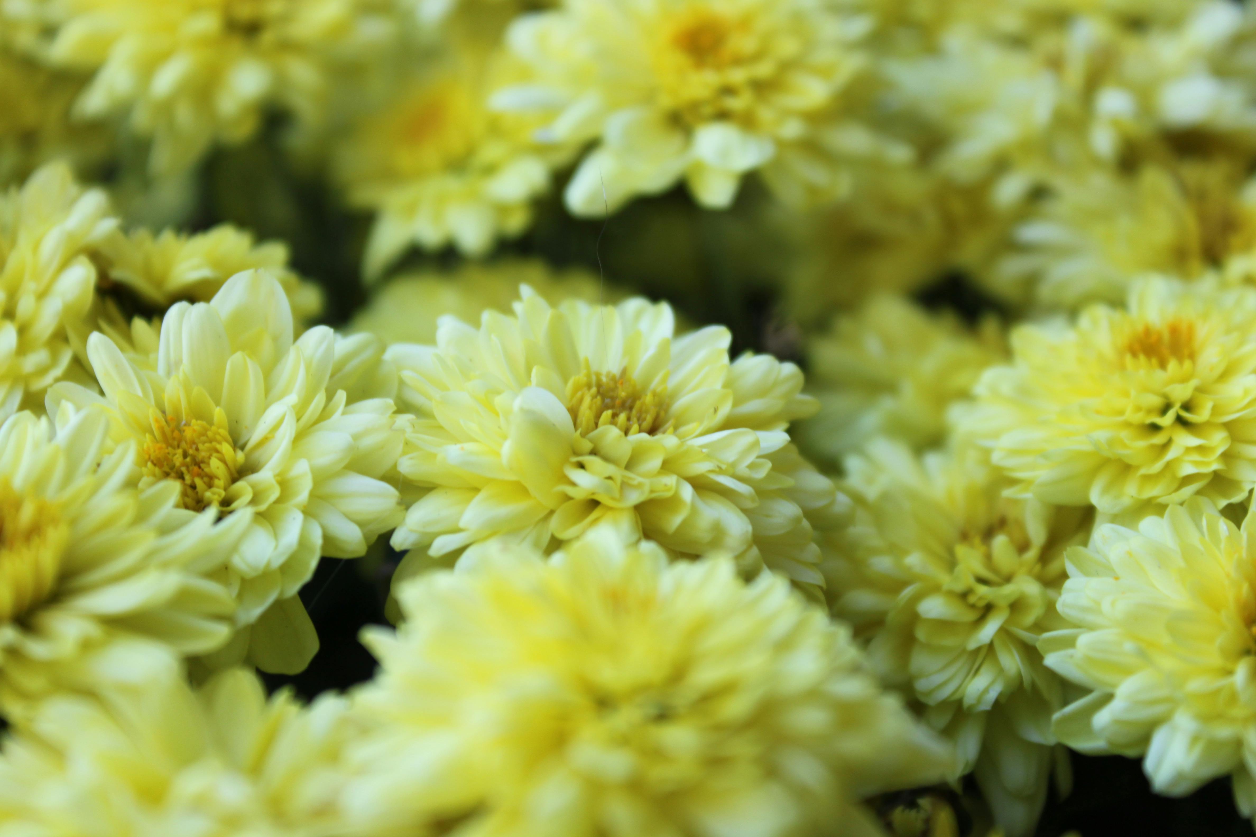 What Do Yellow Flowers Mean Photos, Download The BEST Free What Do