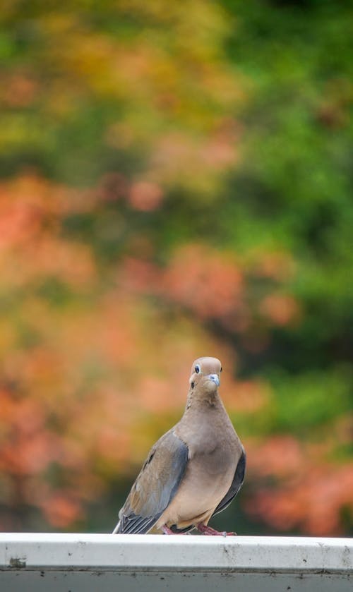 Close up of a Pigeon