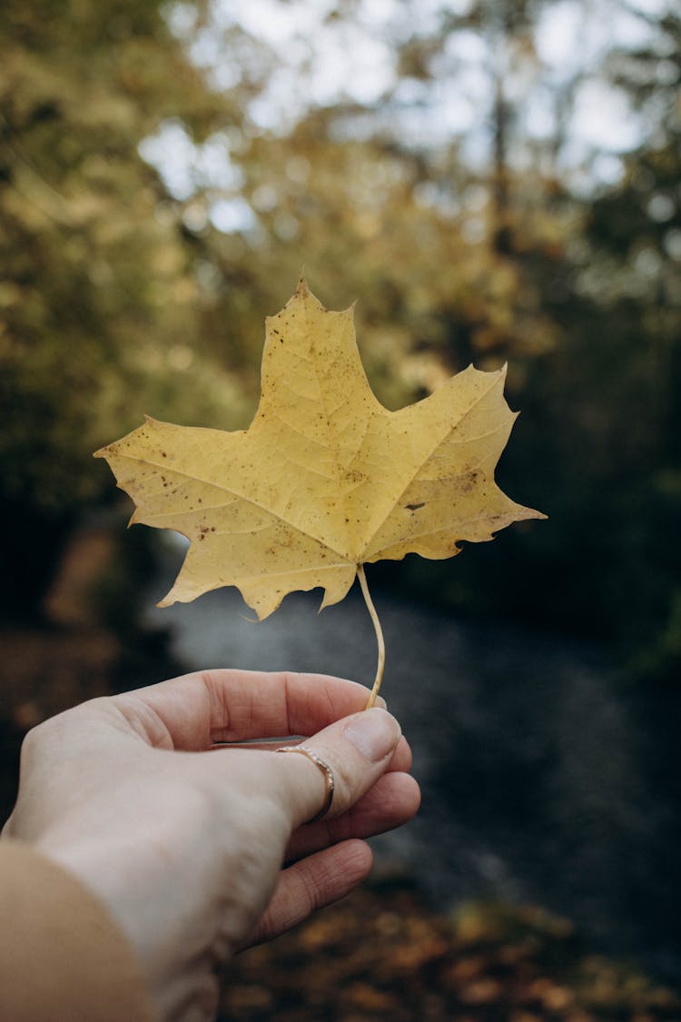 Hand Holding Yellow Leaf