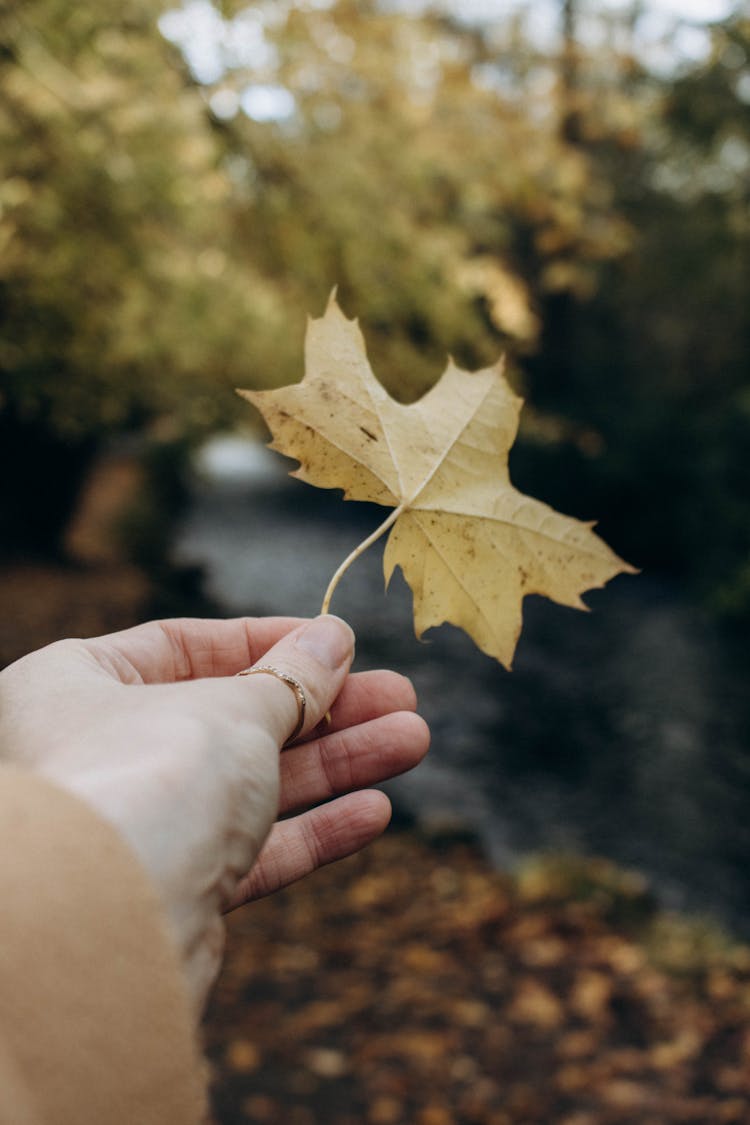 Woman Hand Holding Yellow Leaf