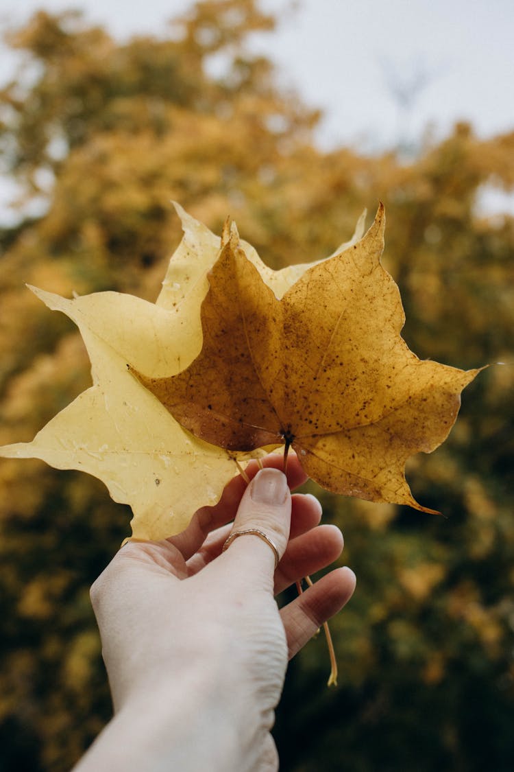 Woman Hand Holding Yellow Leaves