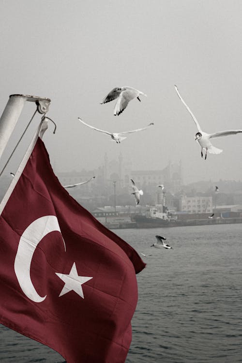 カモメ, シンボル, トルコの旗の無料の写真素材