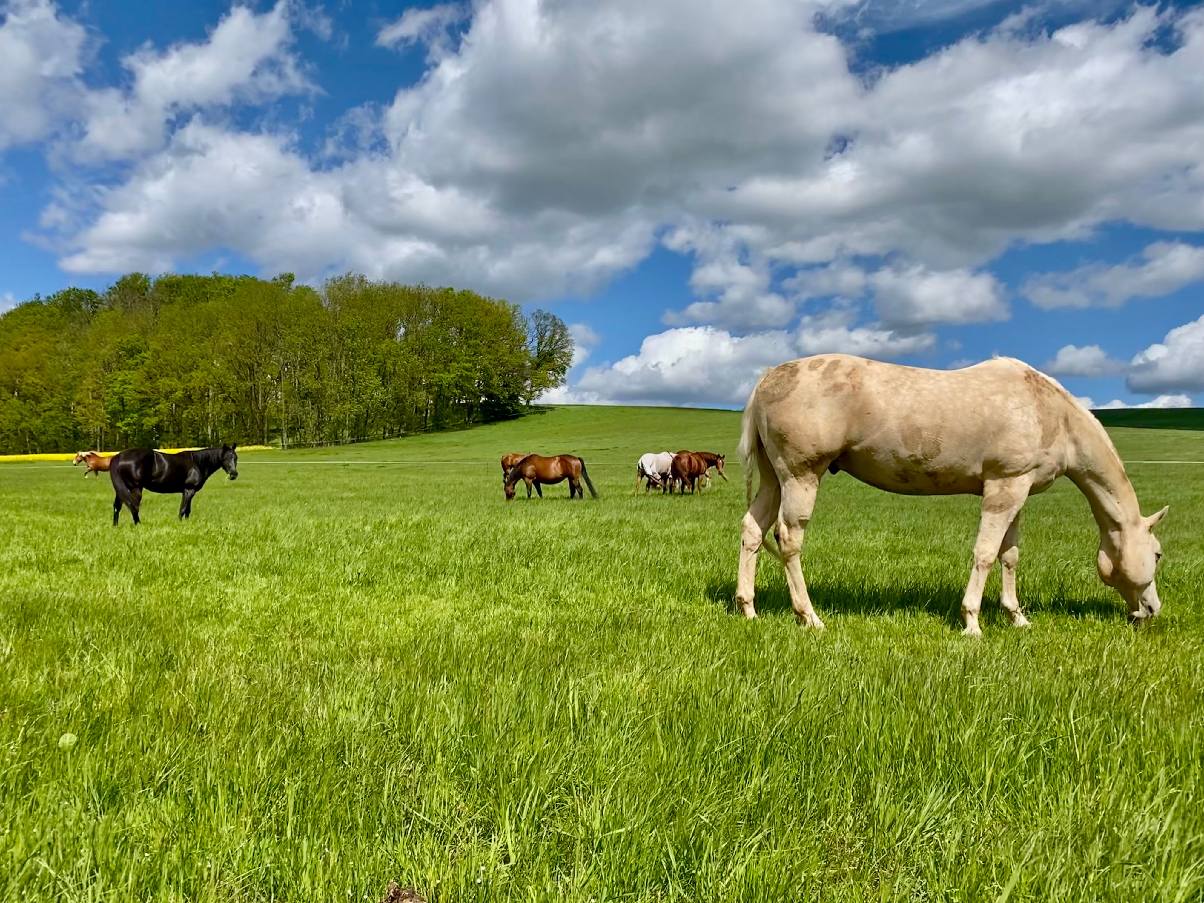 Horses Grazing in Green Pasture · Free Stock Photo