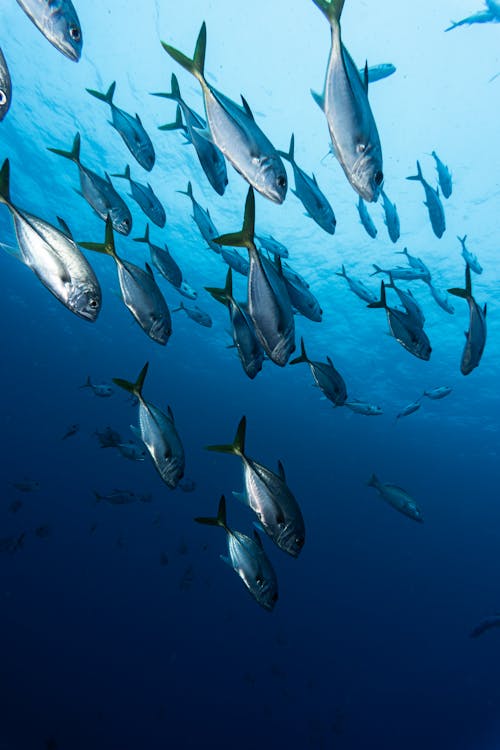 Underwater Photo fo a Swimming School of Fish