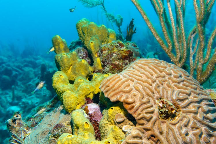 Underwater Photo Of Corals And Fish 