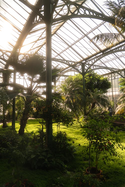 Inside of a Botanical Garden with Palm Trees 