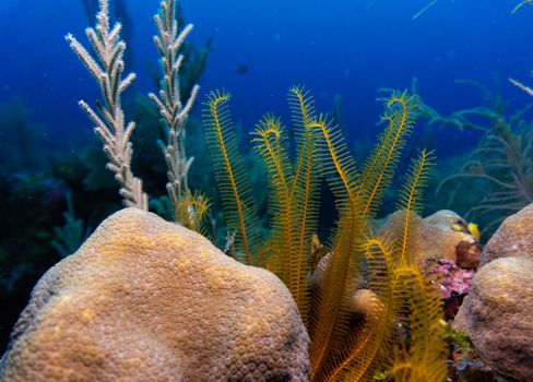 Explore a vivid underwater world with colorful coral and sea plants. Perfect for ocean-themed wallpapers.