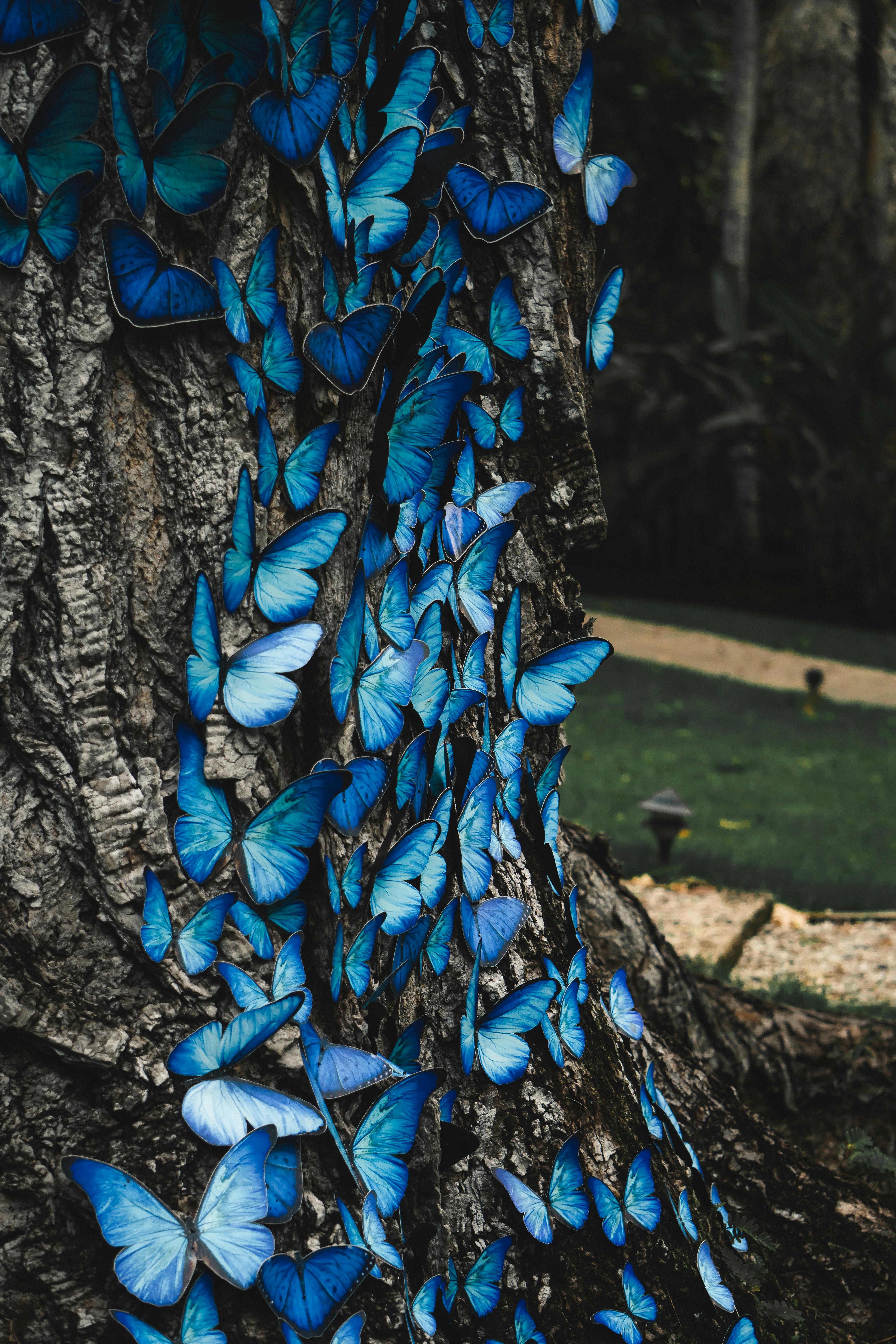Decoration of Blue Butterflies on Tree · Free Stock Photo