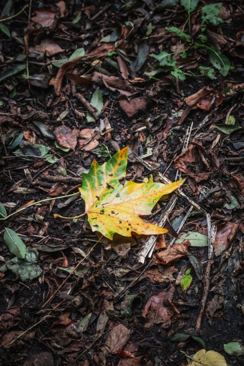 Free Close-up of a colorful autumn leaf lying on a forest floor with mixed natural debris. Stock Photo
