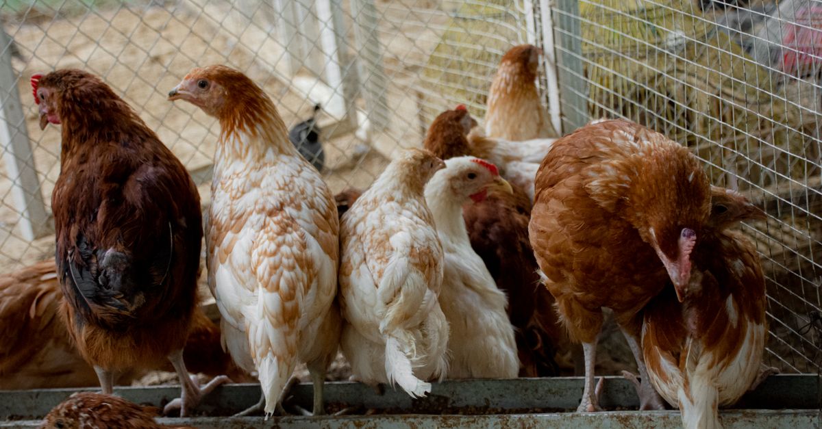 egypt poultry prices