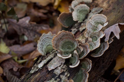 Close-up of Polypore Mushrooms Growing on a Tree Trunk 