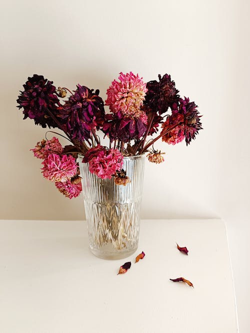 Pink Dahlia Flowers in a Vase 