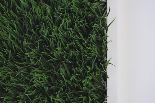Foto d'estoc gratuïta de fons d'herba, gespa verda, herba