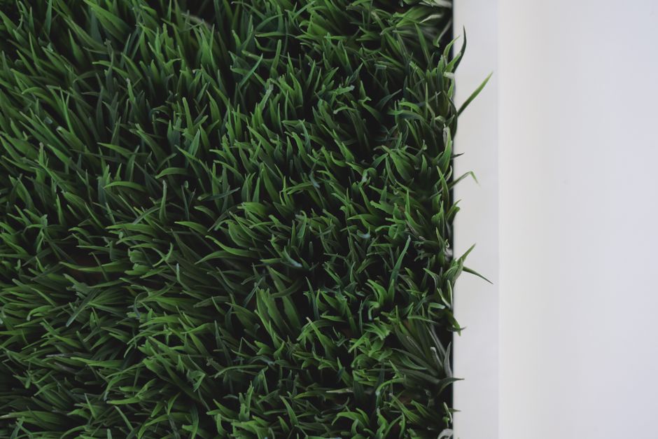 Close-up of vibrant green grass with a minimalist white background, perfect for design and nature themes.