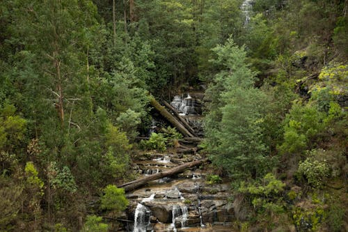 Photos gratuites de arbres, australie, cailloux