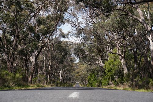 Free A serene road cutting through a dense forest, surrounded by tall trees and natural beauty. Stock Photo