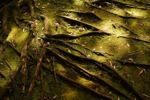 Close-up of Roots on the Ground Covered in Moss 