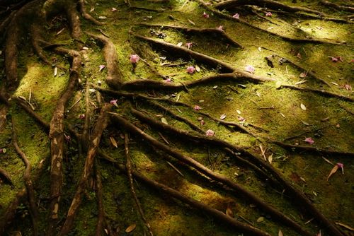 Free Sunlit forest floor with tangled tree roots and lush moss in Hawaii woods. Stock Photo