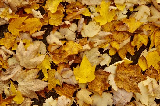 Colorful autumn leaves covering the ground, showcasing nature's seasonal transition.