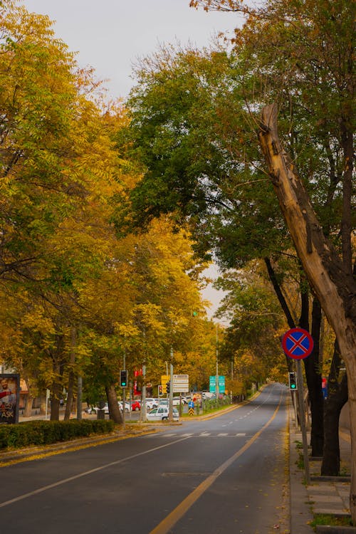 Immagine gratuita di autunno, colore giallo, doppia linea gialla