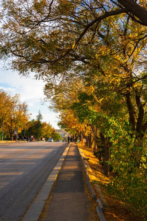 Immagine gratuita di ankara, autunno, hacettepe