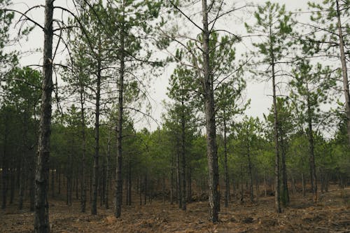 Immagine gratuita di depressione, foresta di alberi, pini