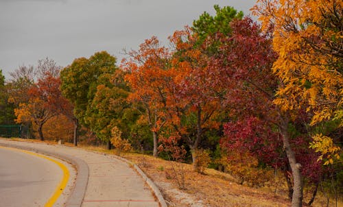 Immagine gratuita di ankara, autunno, colori autunnali