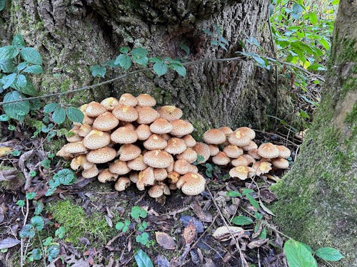 Základová fotografie zdarma na téma houby, les, lesnatý kraj