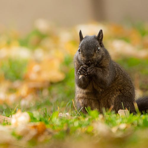 Squirrel in Grass