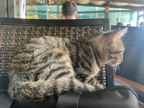Photos gratuites de animal, chat, Istanbul