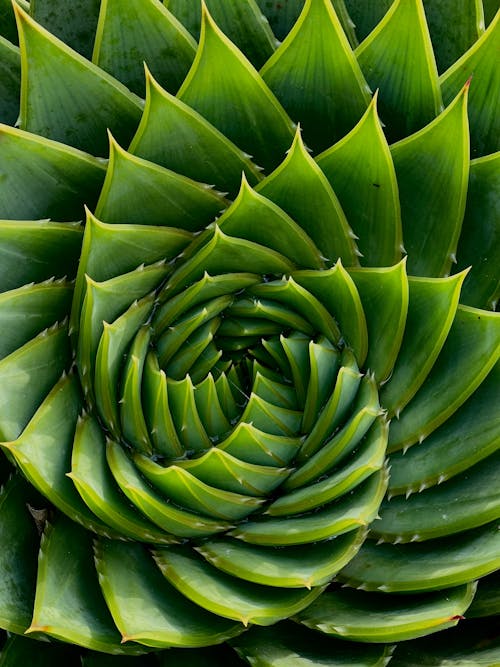 Close up of Cactus Plant