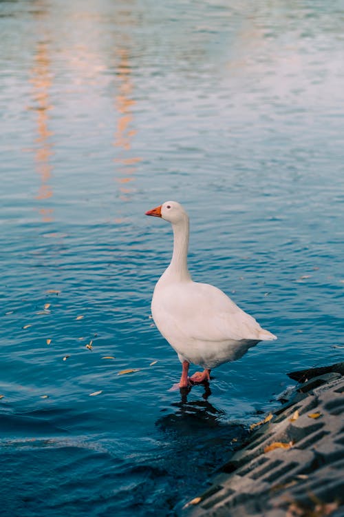 A Goose Standing in the Water 
