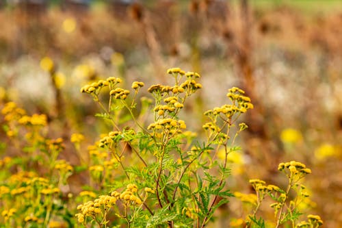 Ilmainen kuvapankkikuva tunnisteilla kasvit, keltainen, kukat