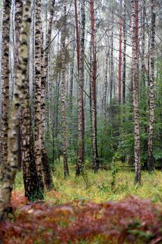 Explore the tranquility of an autumn forest with birch and spruce trees.