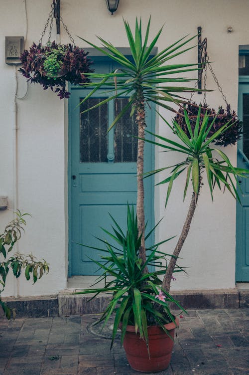 Foto profissional grátis de aparência, casa, casas