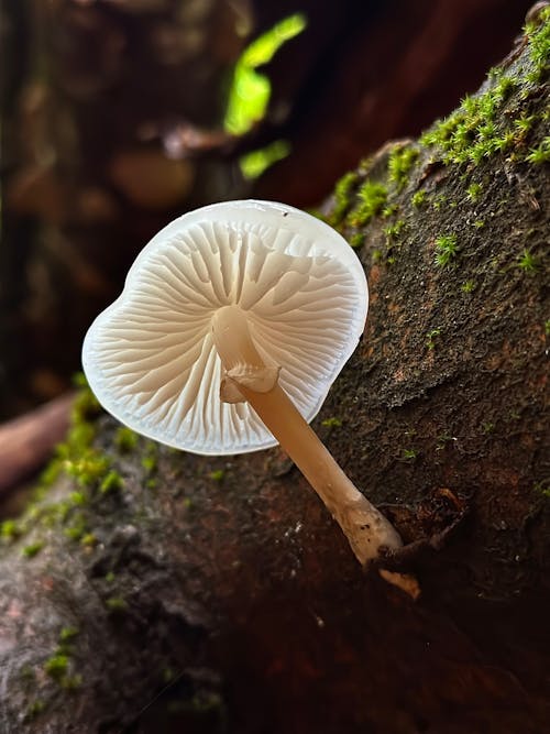 Photos gratuites de champignons