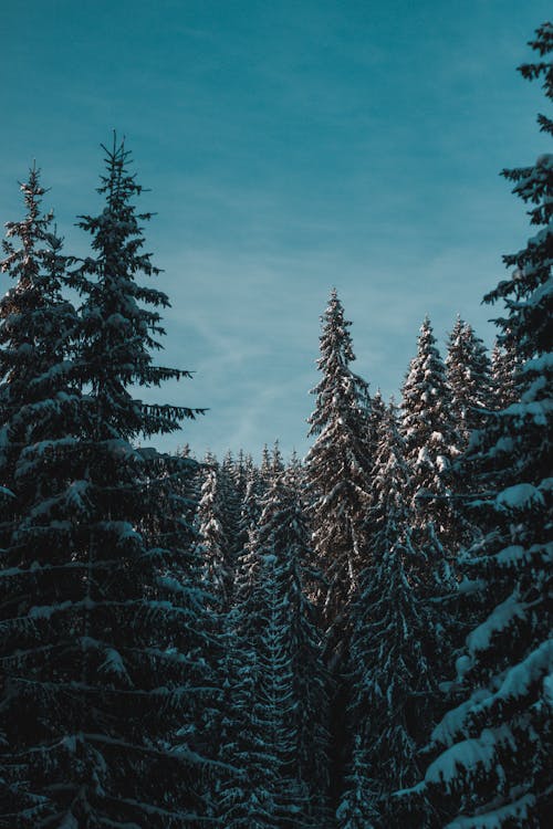 免费 松树与雪在蓝蓝的天空下的照片 素材图片