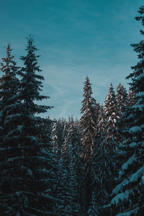Free A serene winter landscape featuring snow-covered fir trees under a clear blue sky. Stock Photo
