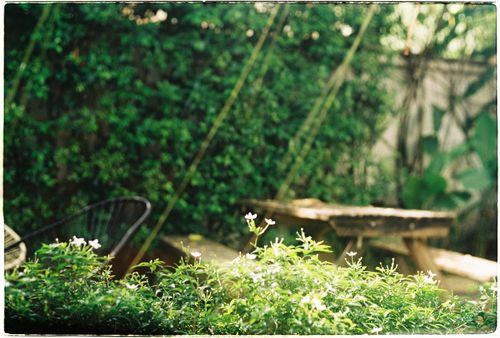 Free Serene garden with lush greenery and delicate white flowers in a tranquil setting. Stock Photo