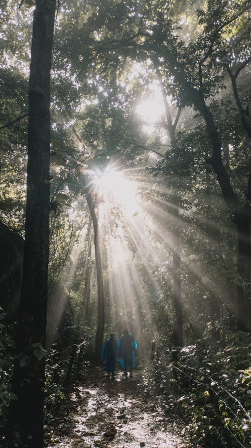 Sunbeams over People Hiking on Footpath in Forest
